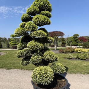 Ilex crenata Kinme 225/250 cm Nr 151