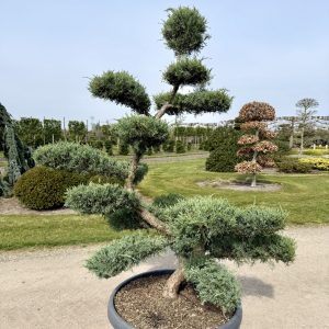 Juniperus virg. Grey Owl 190/200 cm Nr 121