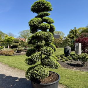 Ilex crenata Kinme