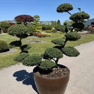 Ilex crenata Convexa 140/150 cm Nr 55
