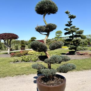 Pinus sylvestris Glauca 200/225 cm Nr 107