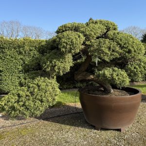 Juniperus chinensis 150 cm Nr 7