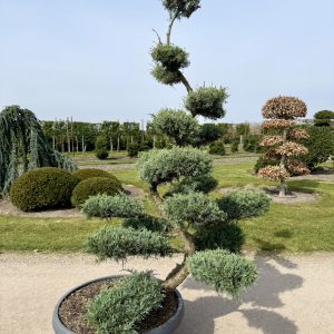 Juniperus virg. Grey Owl 220/230 cm Nr 122