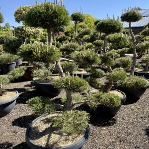 Pinus nigra 130/140 cm