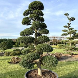 Ilex crenata Kinme 225/250 cm Nr 52