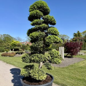 Ilex crenata Kinme 225/250 cm Nr 182
