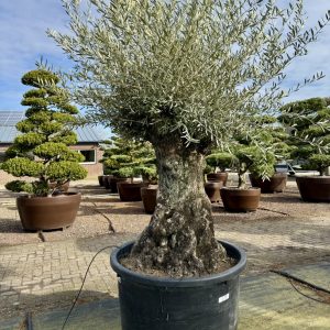 Olea europaea