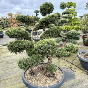 Juniperus pfitzeriana Glauce Nr 103