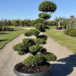 Ilex crenata Kinme 140/150 cm Nr 148