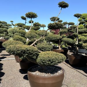 Taxus baccata 180/200 cm Nr 171