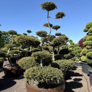 Taxus baccata 200/225 cm Nr 153