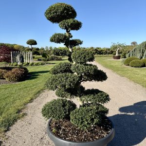 Ilex crenata Kinme 150/160 cm Nr 12