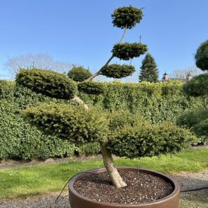 Taxus baccata 180/200 cm Nr 86
