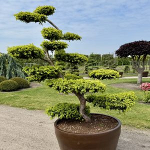 Taxus baccata Summergold 220/240 cm Nr 200
