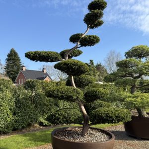 Taxus baccata 290/300 cm Nr 16