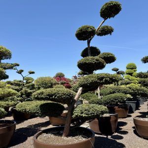 Taxus baccata 250/275 cm Nr 73