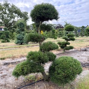 Pinus mugo Gnom 140 cm Nr 152
