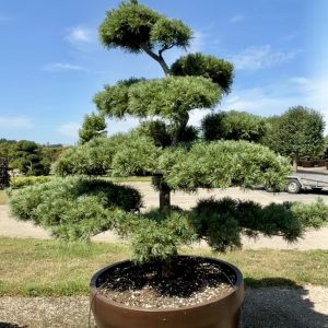 Pinus parviflora Schoon’s bonsai