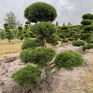 Pinus mugo Gnom 100/110 cm Nr 167