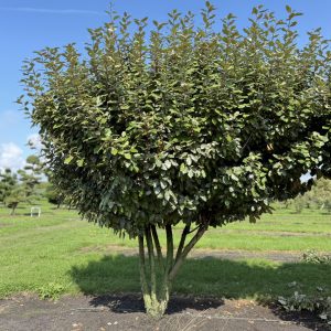 Elaeagnus ebbingei Compacta 225/250 cm