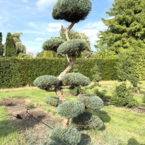 Pinus sylvestris Glauca 200/225 cm Nr 185