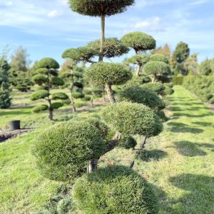 Pinus sylvestris 200/225 cm Nr 99