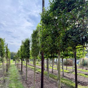 Prunus lusitanica Brenelia 180 stam