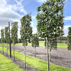 Prunus laur Novita 180 stam 150x150 cm