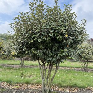 Elaeagnus ebbingei Compacta 200/225 cm