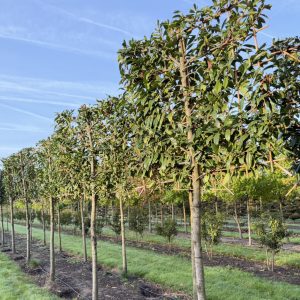 Prunus laur. Caucasica 180 stam 150x150 cm