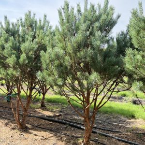 Pinus sylvestris watereri 175/200 cm