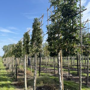 Prunus lusitanica Angustifolia 180 stam 18/20 cm