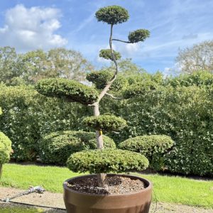 Taxus baccata 200/225 cm Nr 153