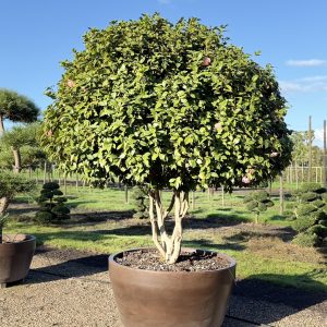 Camellia japonica 220/230 cm Nr 47