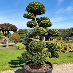 Ilex crenata Kinme 170/180 cm Nr 169