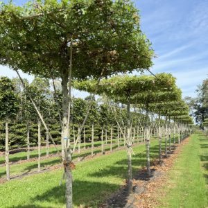 Quercus palustris 25/30 cm