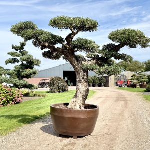 Olea europaea 150/175 cm Nr 155