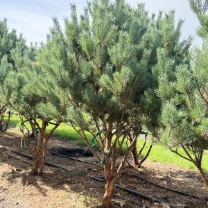 Pinus sylvestris watereri 200/225 cm