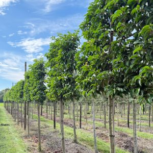 Prunus lusitanica Tico 180 stam