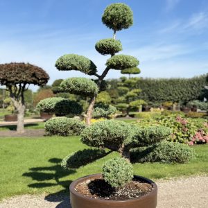 Juniperus virg. Grey Owl 190/200 cm Nr 103