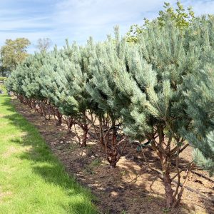 Pinus sylvestris watereri 150/175 cm
