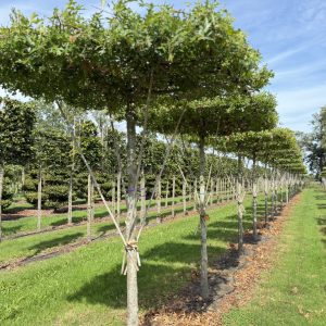 Quercus palustris 20/25 cm