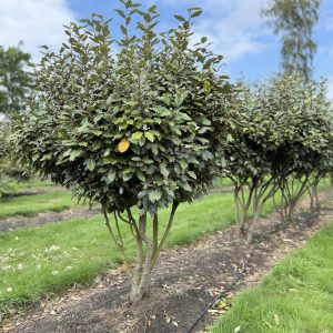 Elaeagnus ebbingei Compacta 175/200 cm