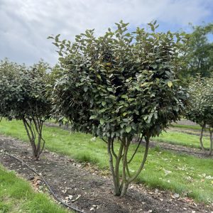Elaeagnus ebbingei Compacta 150/175 cm