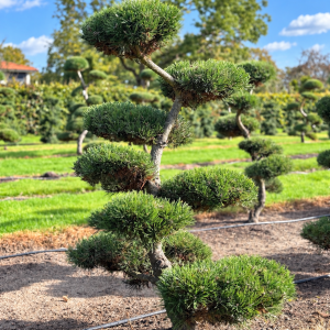 Pinus mugo Gnom 140/150 cm Nr 38