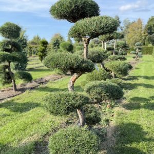 Pinus sylvestris 175/200 cm Nr 181