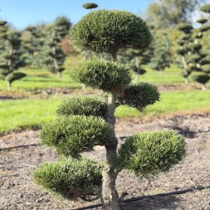 Pinus mugo Gnom 100/110 cm Nr 126