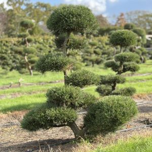 Pinus mugo Gnom 140/150 cm Nr 152