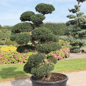 Ilex crenata Kinme 160/170 cm Nr 132