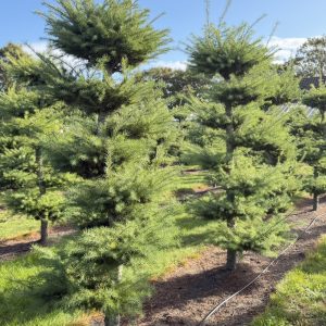 Larix kaempferii 250/275 cm